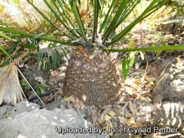 Cycas macrocarpa