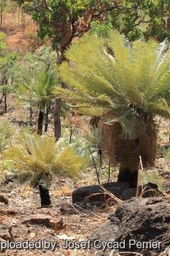 Cycas basaltica