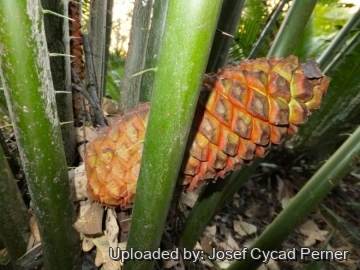 Encephalartos laurentianus