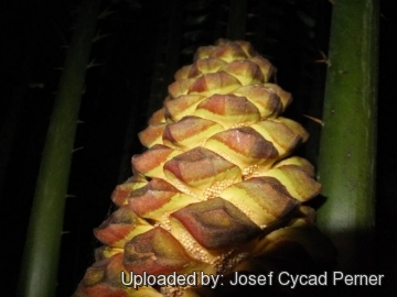 Encephalartos laurentianus