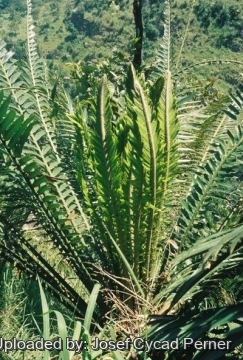 Encephalartos whitelockii