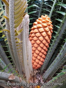 Encephalartos sclavoi