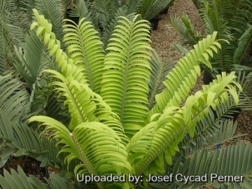 Encephalartos sclavoi