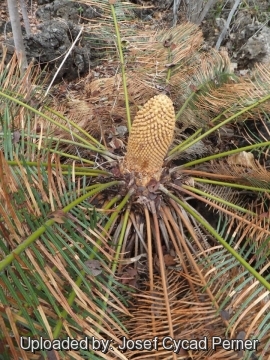 Cycas calcicola