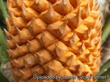 Cycas thouarsii