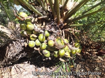 Cycas thouarsii