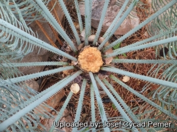 Cycas cairnsiana