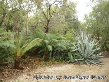 Cycas pectinata