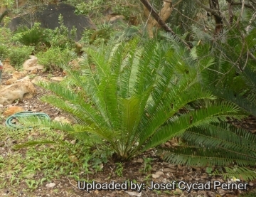 Encephalartos concinnus