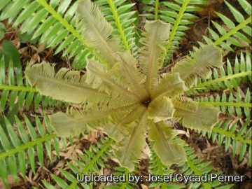Dioon spinulosum