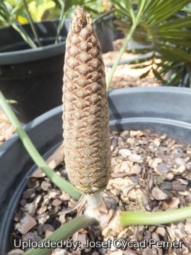 Stangeria eriopus