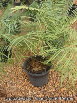 Zamia portoricensis
