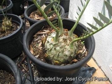 Encephalartos middelburgensis