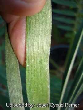 Encephalartos heenanii