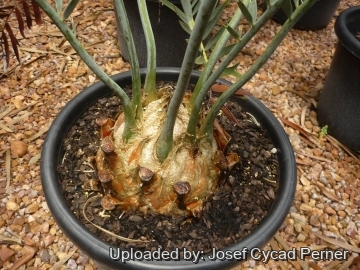 Encephalartos hirsutus