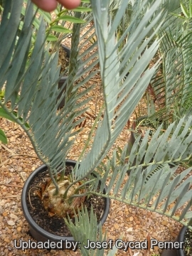 Encephalartos hirsutus