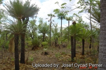 Cycas maconochiei