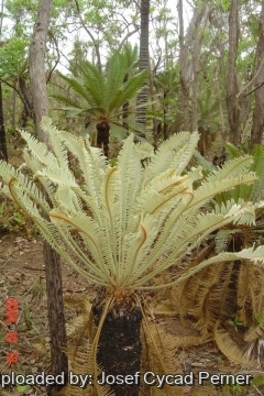 Cycas maconochiei