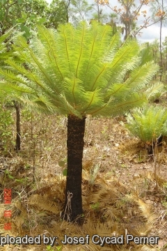 Cycas maconochiei