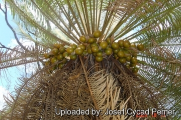 Cycas maconochiei subs. lanata