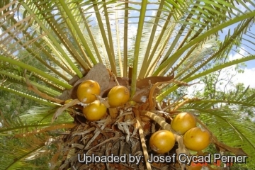 Cycas maconochiei subs. lanata