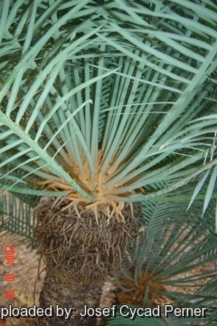 Cycas canalis subs. carinata