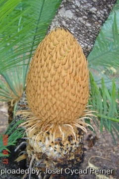 Cycas canalis