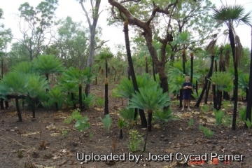 Cycas canalis