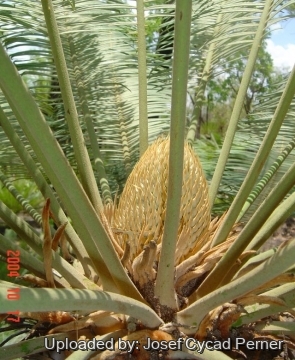 Cycas canalis