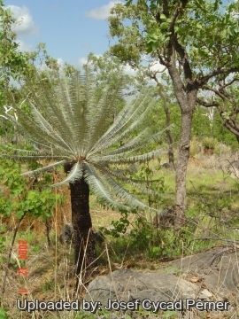Cycas calcicola