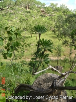 Cycas conferta