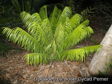 Microcycas calocoma