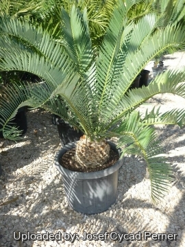Encephalartos longifolius