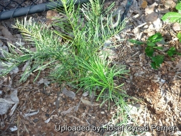 Macrozamia stenomera