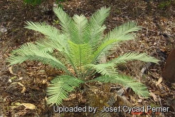 Cycas armstrongii