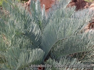 Cycas cairnsiana