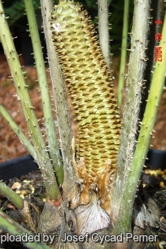 Ceratozamia hildae