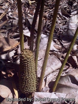 Ceratozamia kuesteriana