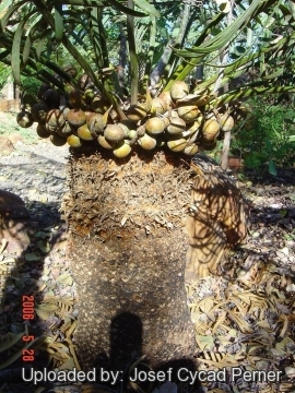 Cycas clivicola