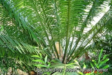 Cycas bougainvilleana