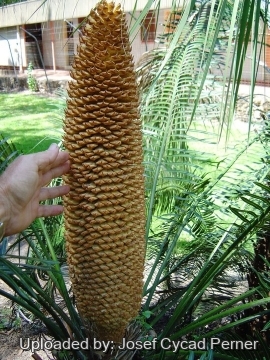 Cycas circinalis