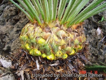 Cycas clivicola