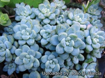 Sedum clavatum