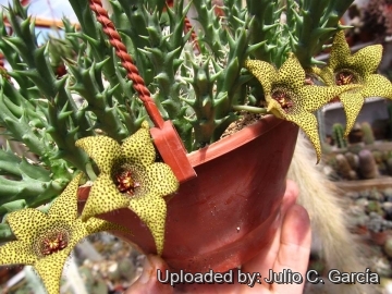 Caralluma caudata