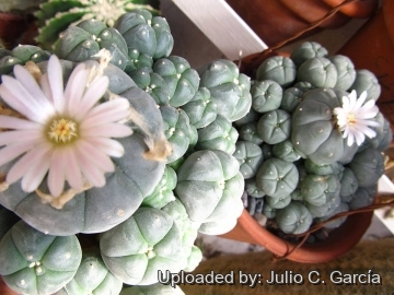 Lophophora williamsii var. caespitosa