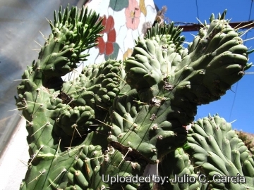 Austrocylindropuntia subulata f. cristata