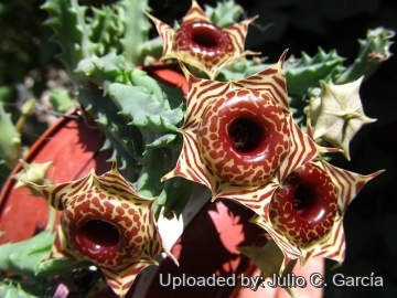 Huernia zebrina