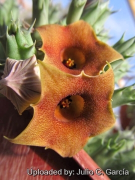 Huernia rosea