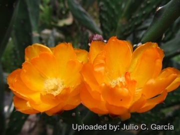 Opuntia anacantha var. kiska-loro