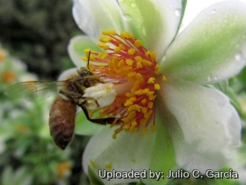 Pereskia aculeata